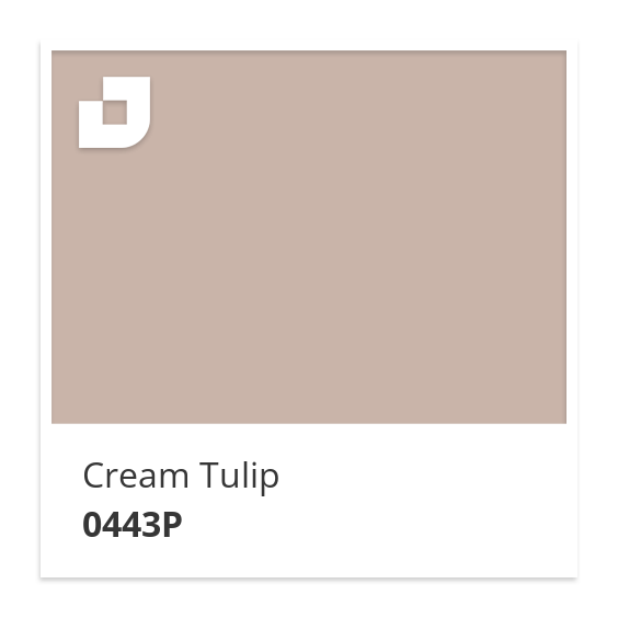 Cream Tulip